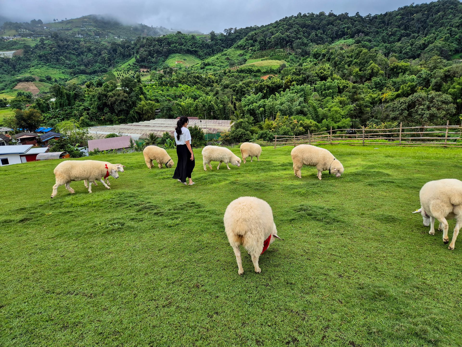 Maekee Sheep House in Mae Rim